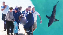 Video: Du khách bị cá mập cắn tử vong khi đang lướt sóng