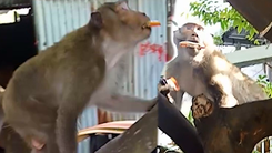 Video: Khỉ đuôi dài lại xuất hiện, 'trộm vặt' thức ăn nhà người dân ở quận 8