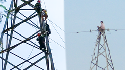 Video: Người phụ nữ leo lên đỉnh cột điện cao thế ở TP Thủ Đức được giải cứu như thế nào?
