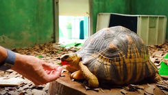 Video: Bầy rùa tuyệt đẹp cùng hàng trăm động vật quý hiếm đang bị 'mắc kẹt' vì COVID-19