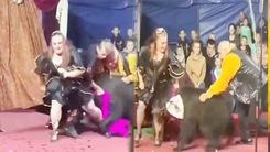 Video: Gấu tấn công nữ huấn luyện viên xiếc trên sàn diễn