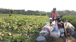 Video: Rau quả tươi ngon từ ruộng rẫy, hái xong chở đến nhà trao tặng người dân