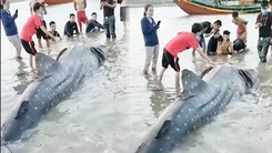 Video: Ngư dân phát hiện cá hơn 1 tấn dạt vào lạch biển ở Nghệ An