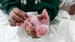 Video: Gấu trúc sơ sinh nặng nhất thế giới ra đời ở Trung Quốc
