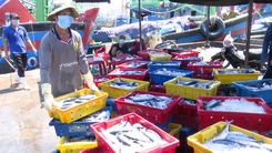 Video: Ngư dân Bình Định trúng lớn mẻ cá ngừ sọc dưa