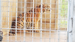 Video: Chưa có nơi nào nhận 9 con hổ ở Nghệ An, nuôi tốn 20 triệu đồng/ngày