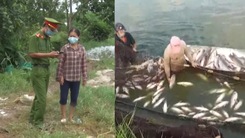 Video: Tạm giữ hình sự người đổ thuốc sâu xuống ao của hàng xóm, hơn 4 tấn cá phơi bụng