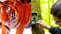 Video: Sử dụng công nghệ theo dõi chuyển động để bảo tồn hổ Siberia và báo Amur