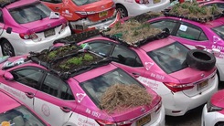Video: Dịch COVID-19 'đóng băng' taxi, hàng ngàn chiếc ô tô trở thành nơi trồng rau