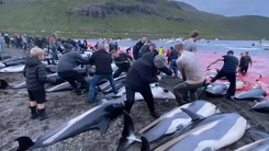 Video: Phẫn nộ cảnh hàng trăm người thi nhau giết 1.500 con cá voi