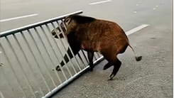 Video: Lợn rừng gây náo loạn trên đường phố, húc văng giải phân cách khiến cảnh sát phải nổ súng