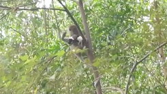 Video: Khỉ hoang 'bắt cóc' chó nhà rồi bồng lên cây, giữ như con suốt mấy ngày