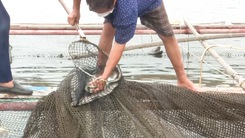 Video: Hàng trăm tấn cá đặc sản Nghệ An 'ăn sập nhà' nhưng không bán được vì dịch bệnh