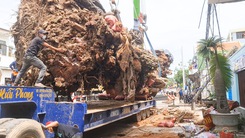 Video: Di dời cây đa 200 tuổi nặng trên 120 tấn, được xem là biểu tượng của Quảng Ngãi