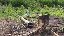 Video: Lợi dụng dịch COVID phá rừng ở Phú Yên, cơ quan chức năng vào cuộc