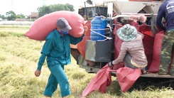 Video: Dân quân tự vệ, đoàn viên thanh niên giúp nông dân thu hoạch lúa trong vùng phong tỏa