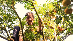 Video: Nhà vườn tất bật thu hoạch quýt hồng phục vụ Tết