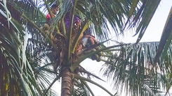 Video: Người đàn ông bị kẹt trên đọt dừa ở Vĩnh Long
