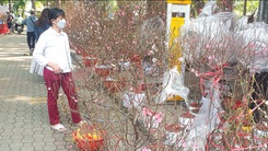 Hoa dịp Tết: Nhà vườn than ế, người mua chờ hạ giá