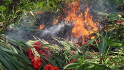 Video: Nông dân Hồng Kông phải đốt bỏ hoa Tết vì sức mua giảm