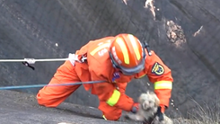 Video: Lính cứu hỏa giải cứu thú cưng mắc kẹt trên vách núi