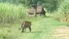 Video: Bắn hạ con hổ từng tấn công làm 9 người thiệt mạng ở Ấn Độ