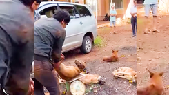 Video: CSGT truy đuổi hơn 10km, bắt hai người trộm chó bằng ô tô