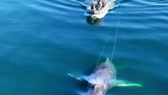 Video: Khoảnh khắc giải cứu cá voi lưng gù bị mắc vào dây câu tôm hùm