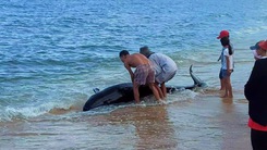 Video: Người dân giải cứu cá voi dài 3m bị trôi dạt vào bờ biển