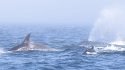 Video: Khoảnh khắc cá voi lưng gù 'đánh nhau' với cá voi sát thủ trên biển