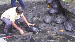 Video: Kiểm lâm TP.HCM tiếp nhận hàng chục con rùa quý hiếm ở chùa Ngọc Hoàng