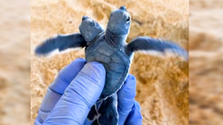 Video: Cận cảnh những con rùa 2 đầu dị tật bẩm sinh, vẫn sống khỏe