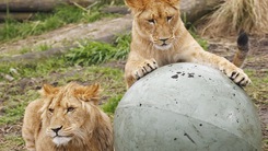 Video: Bầy sư tử xổng chuồng, sở thú đưa ra báo động cấp cao nhất