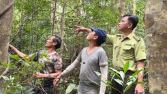 Video: Bắt quả tang nhóm người chặt phá cây gỗ quý trong rừng phòng hộ Phú Quốc