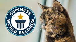 Video: Con mèo sống 27 năm được công nhận sống lâu nhất thế giới