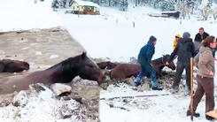 Video: Giải cứu bốn con ngựa bị mắc kẹt trong vũng nước đóng băng