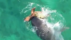Video: Xem rùa biển 'né đòn' khi bị cá mập tấn công liên tục