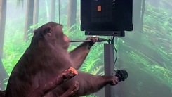 Video: 15/23 con khỉ được cấy chip não Neuralink của tỉ phú Elon Musk đã chết