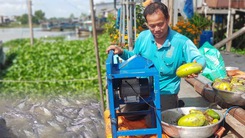 Video: Đàn cá 'khủng' trên sông ở An Giang ăn cả tấn xoài chín mỗi ngày