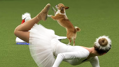 Video: Chó chihuahua biểu diễn ba lê 'đốn tim' hàng ngàn khán giả