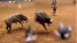 Video: Thấy bò tót hung hãn tấn công, cha nhảy vào che chắn cho con