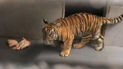 Video: Nghệ An chuyển 7 con hổ Đông Dương vào Vườn quốc gia Phong Nha Kẻ Bàng