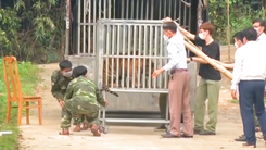 Video: Cận cảnh 7 cá thể hổ Đông Dương được nuôi trong vườn Quốc gia Phong Nha - Kẻ Bàng