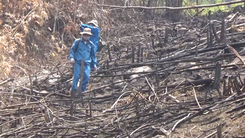 Video: Bộ Nông nghiệp đề nghị sớm làm rõ, xử lý nghiêm 2 vụ phá rừng quy mô lớn ở Đắk Lắk
