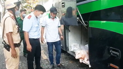 Video: Xe giường nằm chở hàng chục con heo chết từ Quảng Ngãi vào TP.HCM tiêu thụ