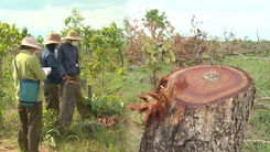 Video: Hiện trường gần 400ha rừng bị tàn phá ở Đắk Lắk