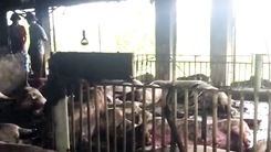 Video: Xác heo nằm la liệt trong trang trại do sét đánh