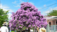 Video: Mê tít cây bằng lăng bung hoa rực rỡ, níu chân du khách