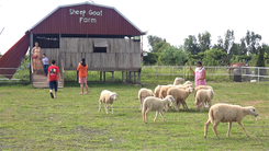 Video: Cà phê trang trại cừu ở miền Tây thu hút khách gần xa