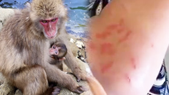 Video: Hàng trăm con khỉ hoang bất ngờ tấn công người dân tại một thành phố ở Nhật